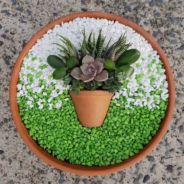Suckulenter dekorativa växter med färgade stenar i en terrakottaskål