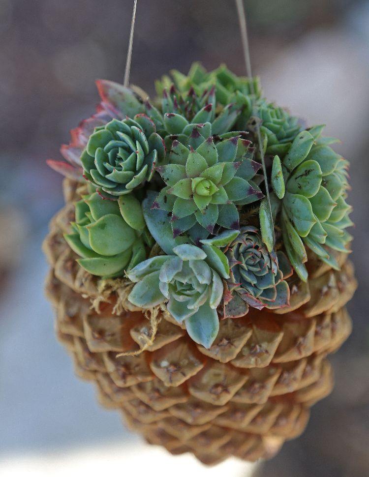 hängande tallkottar succulenter närbild