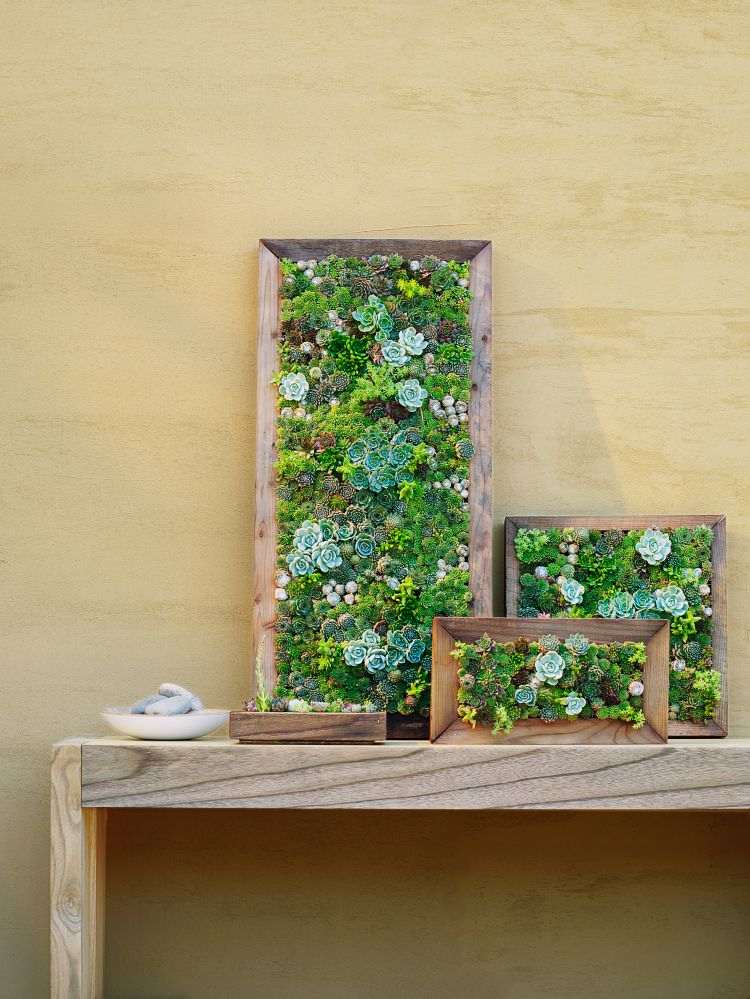 vägghängar succulenter touch av grön träram bordsvägg