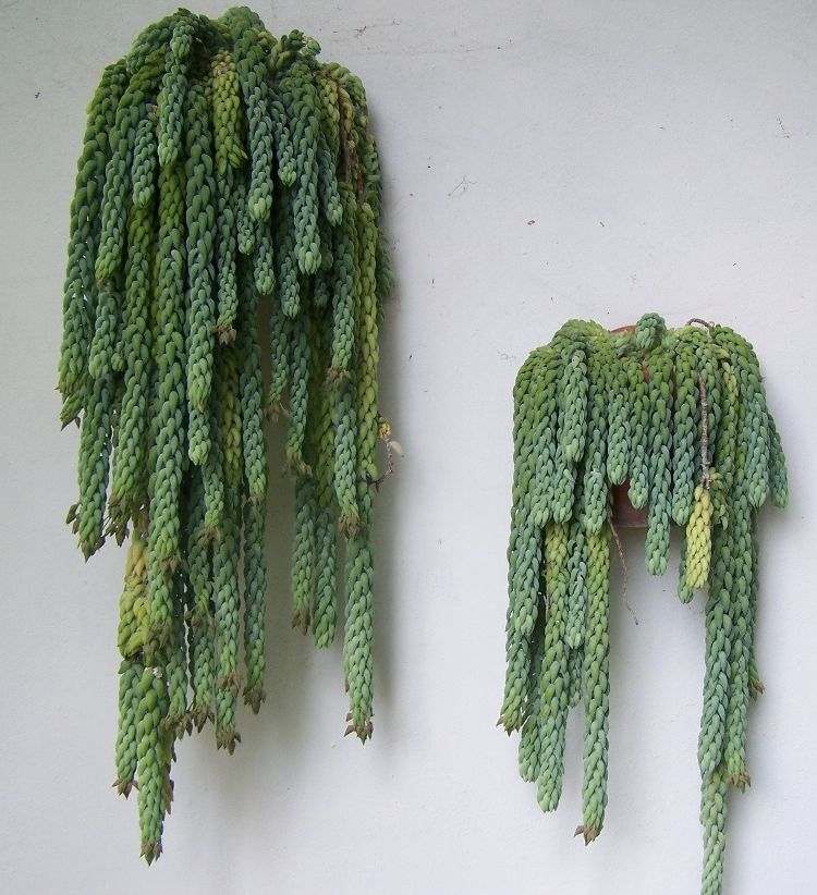 sedum morganianum ormar sedumväxt som hänger på väggen
