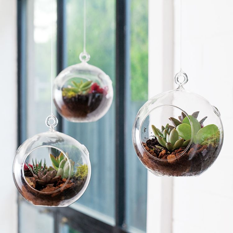 hängande succulenter uppvisar design hemma växtjord glasbehållare inredning