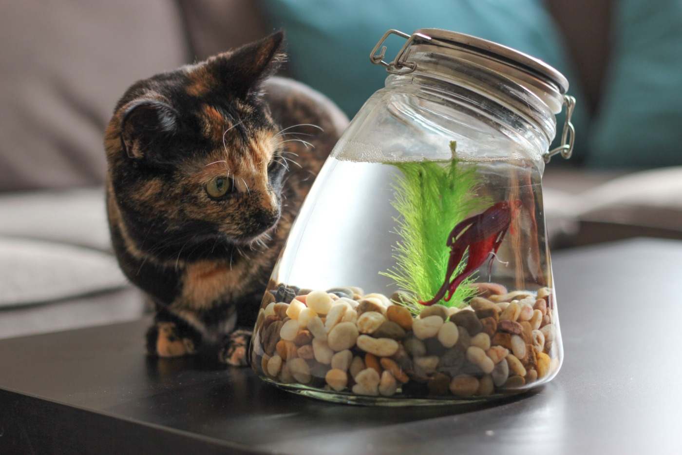 håll kattdjur borta från betta fisk i sötvattenakvarium