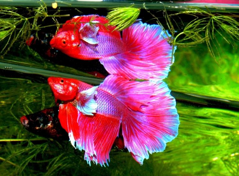 rosa betafisk med reflektion i vatten och växter i sötvattenakvarium