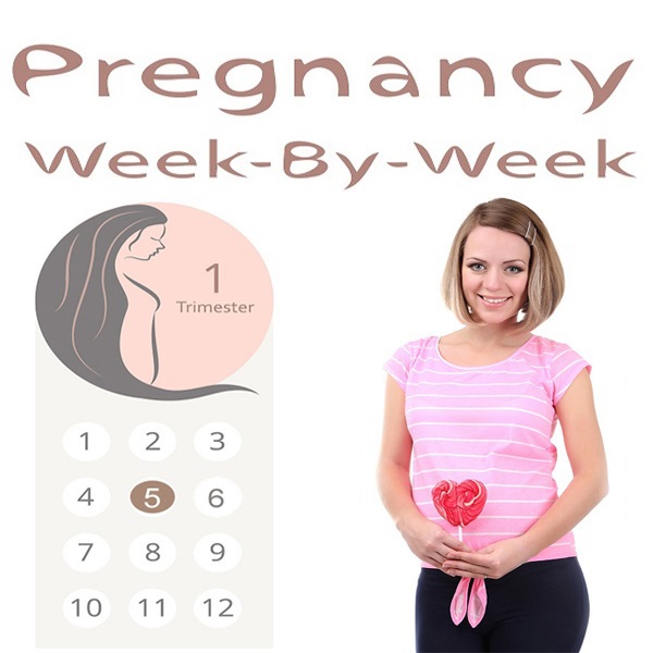 Viides raskausviikko