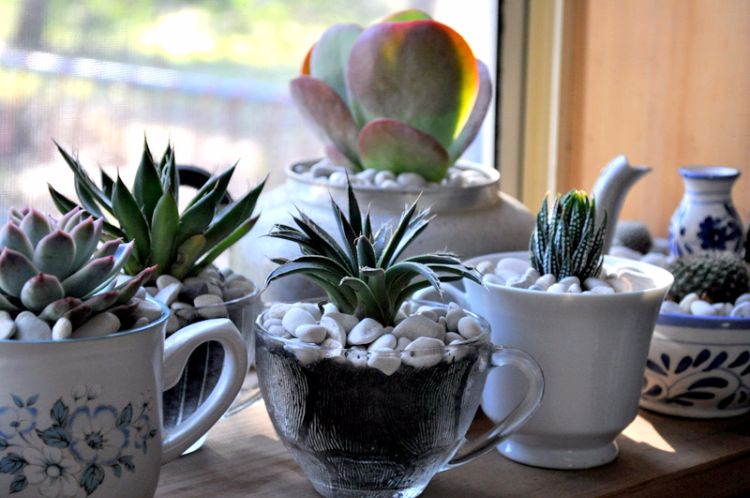 Cup trädgårdar-gör-det-själv-miniatyr-saftiga-trädgård-fönster-ljus