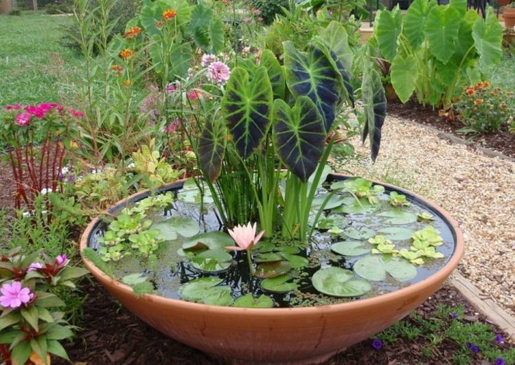 Damm i hinken näckrosor-växter-skål-dekoration-trädgård