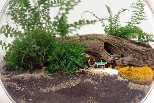 bordtennisspelare terrarium utformar som en miniträdgård