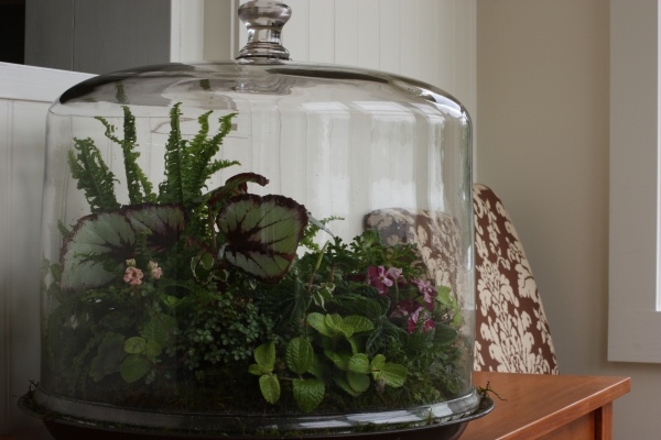 glaskärl designer terrarium som en miniträdgård