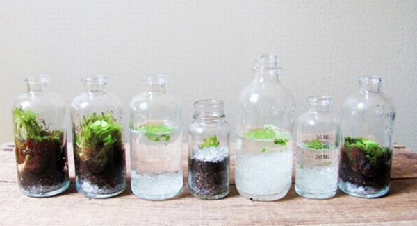 glasflaskor designer terrarium som en miniträdgård