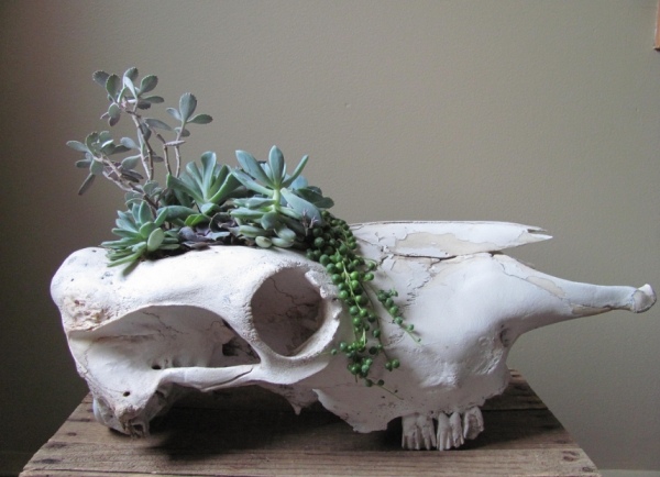skalle blomkruka terrarium designer som en miniträdgård
