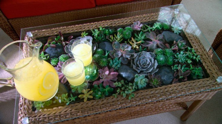 möbler terrarium rotting glas bord vardagsrum limonad kruka