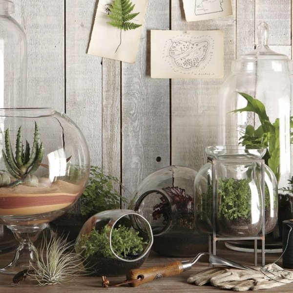 Kaktus terrarium växter glas
