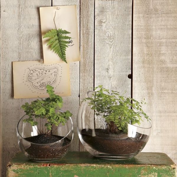 Ordna terrarium växter-inomhus trädgård