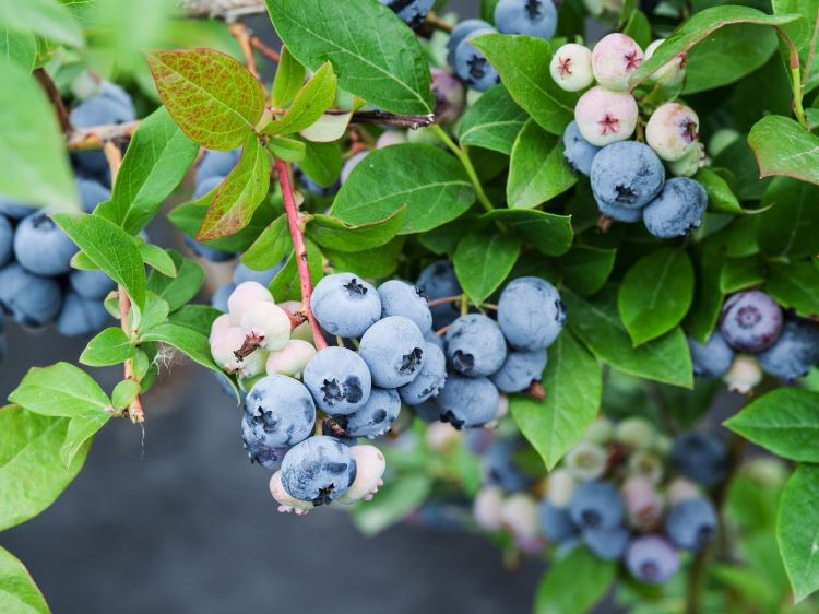 Inramning uteplats med växter Idéer för köksträdgård med blåbär