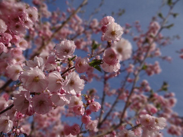 Japanska körsbärsträd som skugga och sekretessskärm planteras på terrassen