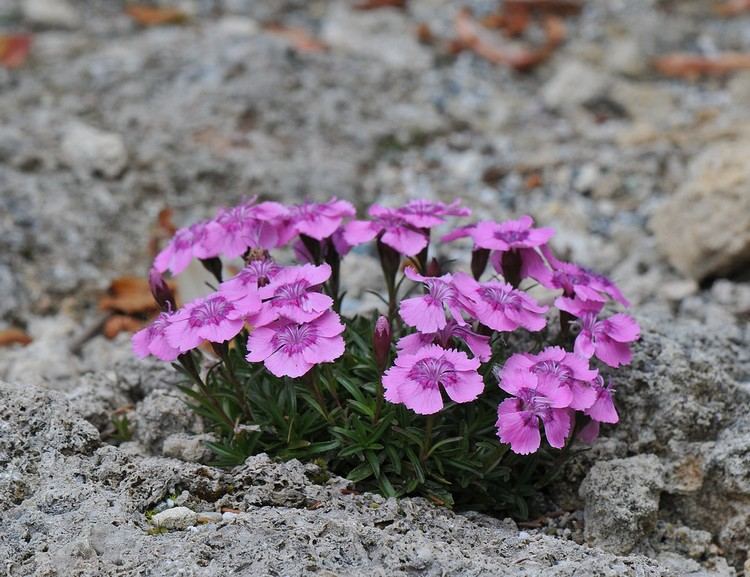 Plantera terrassen runt med alpintälska