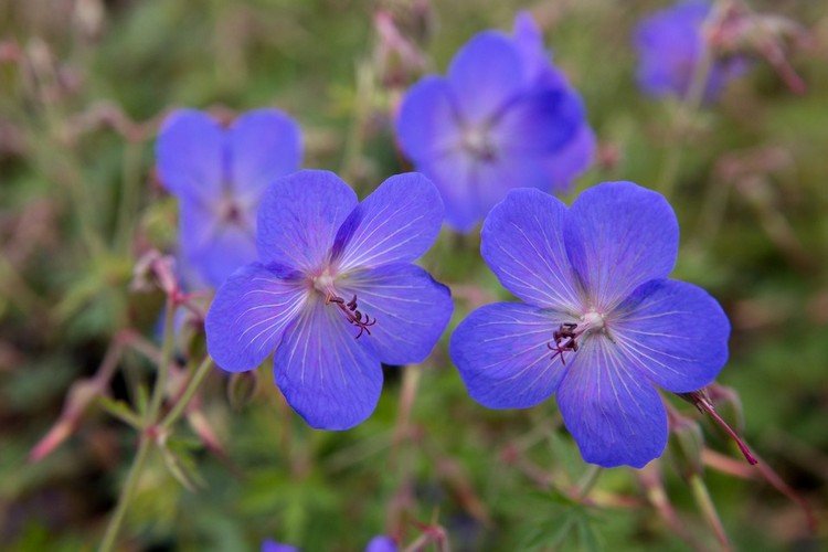 Terrass med växter som kantar pelargoner