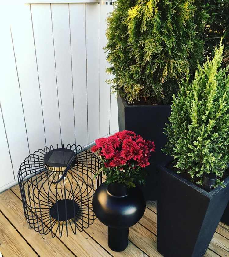 röda krysantemum och gröna buskar kommer verkligen till sin rätt i svarta kar och vaser