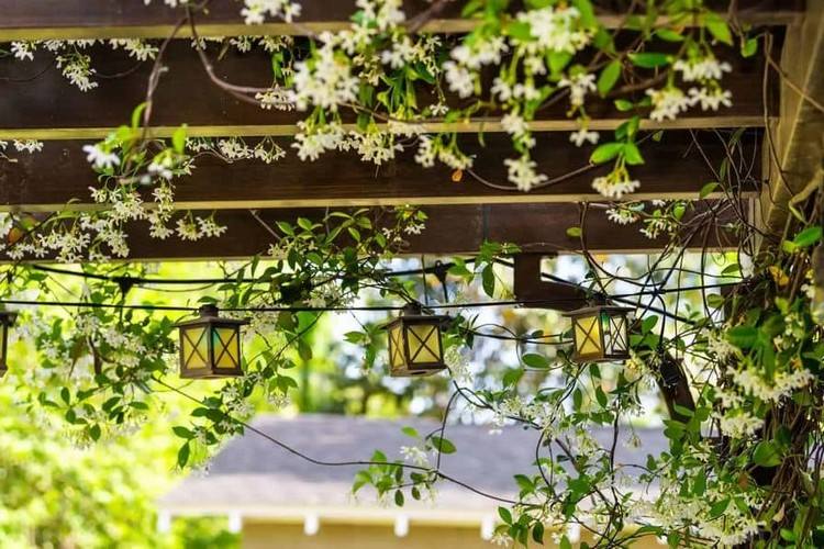 Plantera jasmin på terrassen med medelhavs klätterväxter