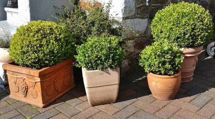 terrass-dekoration-terrakotta-blomkrukor-boxwood-bollar-medelhavet