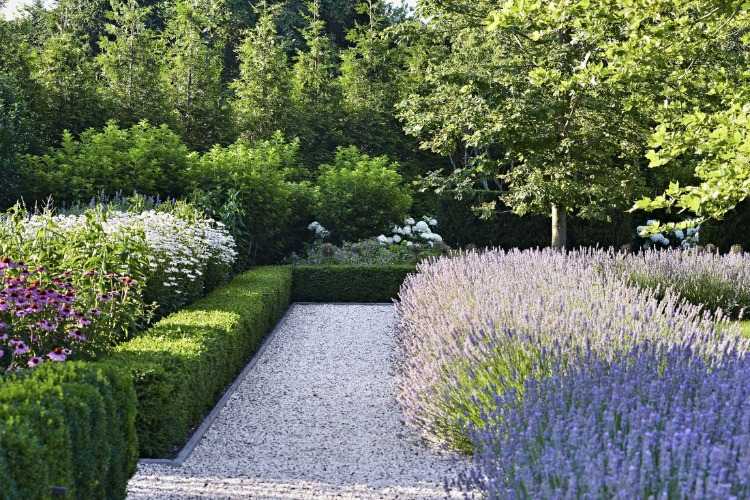 trädgård med grus trädgård stig terrass kant växter lavendel och perenner
