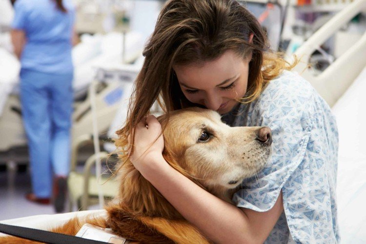 Terapihundhjälp Hundskillnad Djurskyddad terapihund