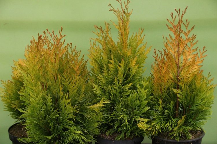 thuja hedge hybrid-4ever-goldy-thuja-plicata-buske
