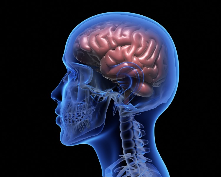 3D -illustration av den mänskliga hjärnan