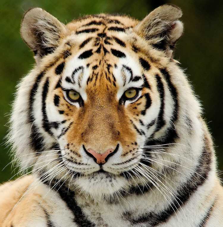 Tiger ansikte skönhet