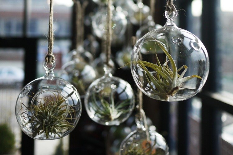 tillandsia-och-andra-luft-växter-glas-boll-terrarium-hängande