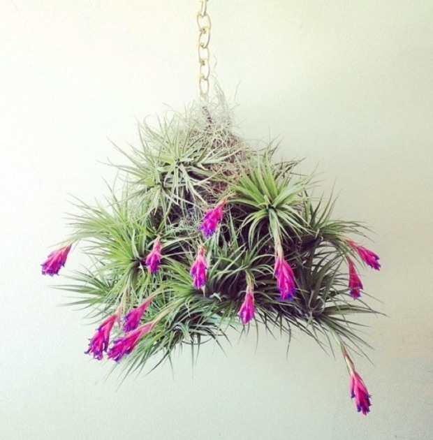 Luftväxter hänger krukor med blommor
