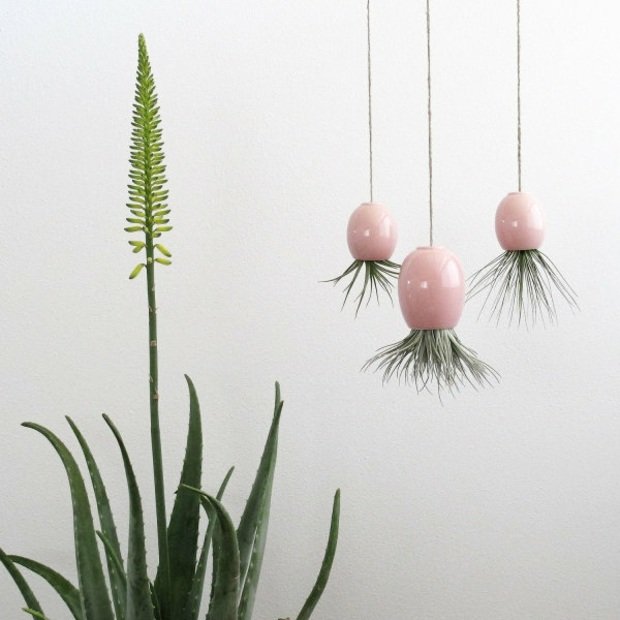 Växtkrukor Tillandsia rosa färg vacker design