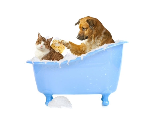 blå-bad-badkar-husdjur-bubbelbad