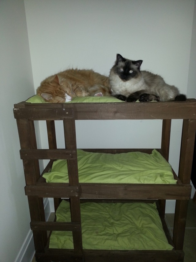 två-siamesiska-katter-katter-trä-säng-på-våningssäng