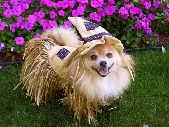 Flower Garden Party Dog Party Apparel