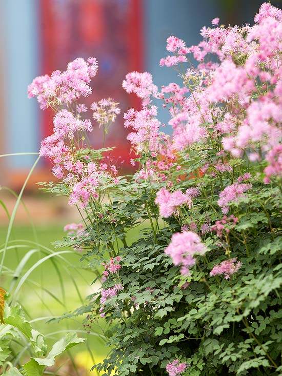 Blommande trädgårdsdesign-rosa blommor