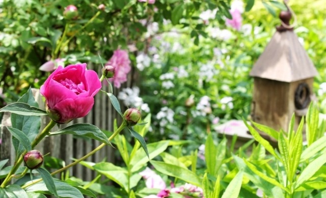 Peony rosa färg trädgård staket sekretess skärm buske