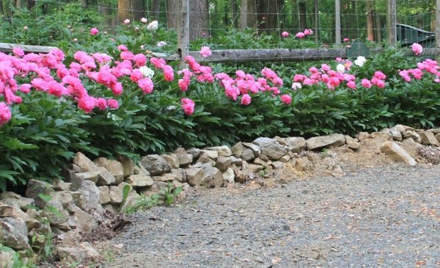 Stödmur av rosa pioner grus vårblommor