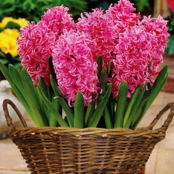 Hyacint rosa korg dekoration idéer med blommor våren