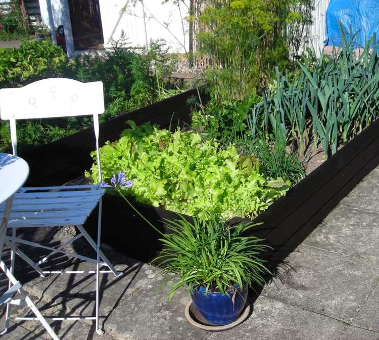 Plantera upphöjd säng med grönsaker, sallad och gräslök
