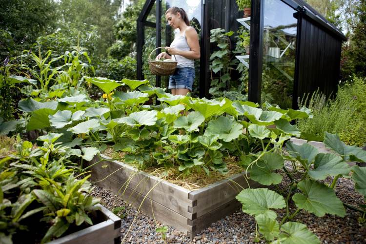 Växt upphöjd säng grönsaks-pumpa-halm-mulch