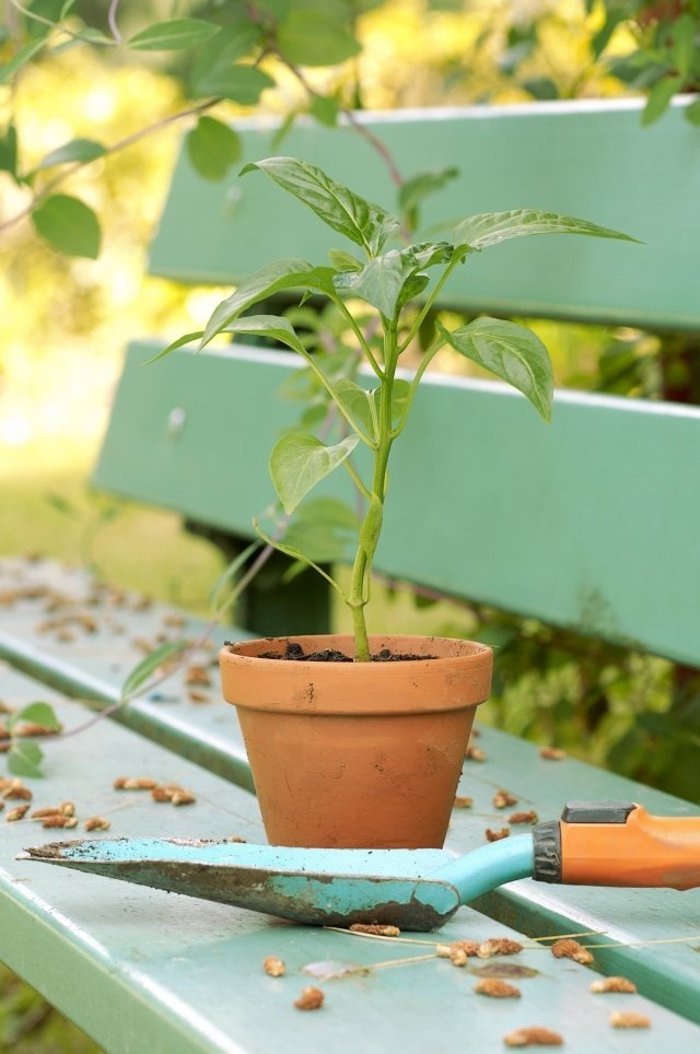 tips om omplantering av inomhusväxter trädgårdsskötsel