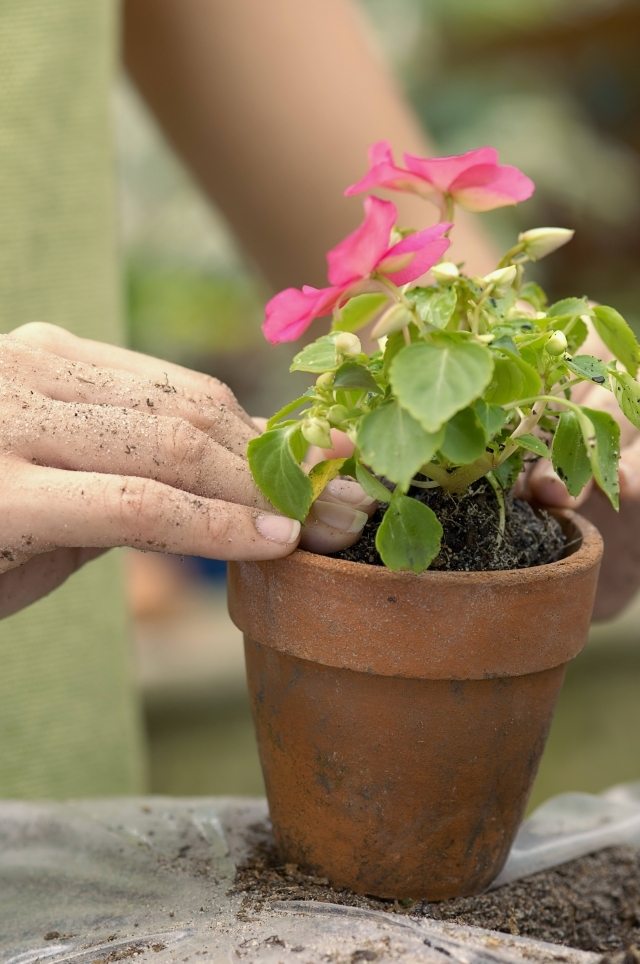Välj en större kruka för omplantering av krukväxterna