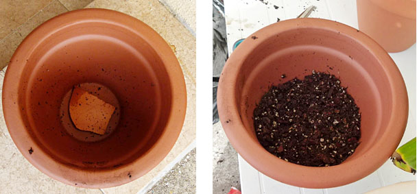 tips transplantera inomhusväxter lerkruka krukväxtjord