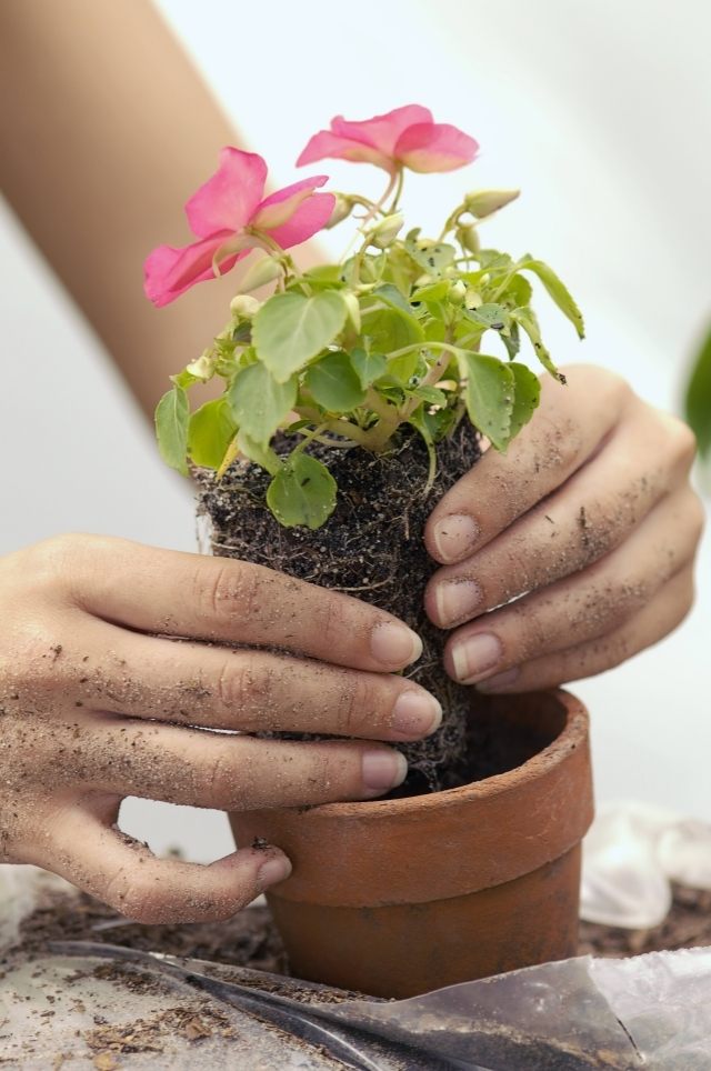 tips om att rota inomhusväxter rötter rengöra krukväxtjord