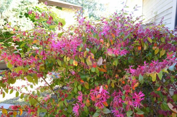 vård trädgård tips buske blommar lila växter idé