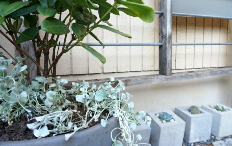 vårdträdgårdstips dichondra betongstenar blomkruka buske idé
