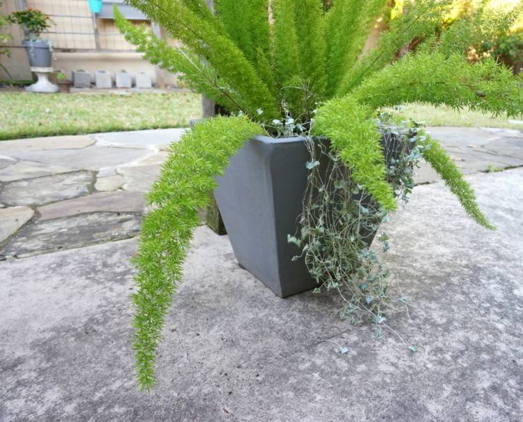 Tips för trädgårdsvård ormbunkar blomkruka grå design