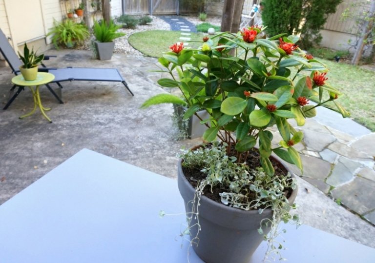 vård trädgård tips uteplats blomkruka grå schäslong sidobord