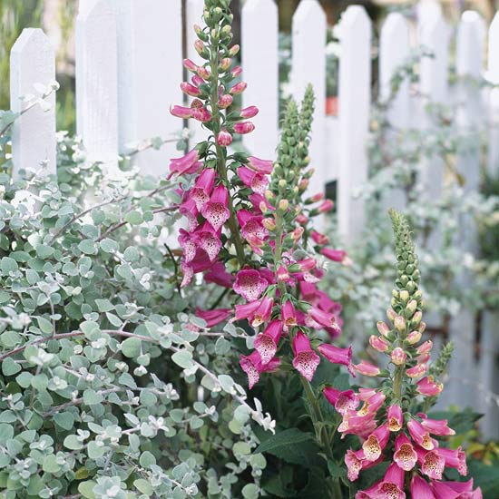 element trädgård blommor vitt staket